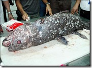 Coelacanthe